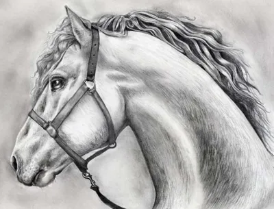 Лошадь бегущая рисунок карандашом - 65 фото