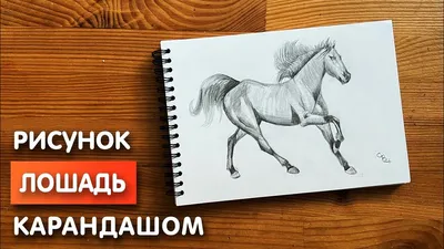 Голова лошади. Рисунок карандашом с примерами