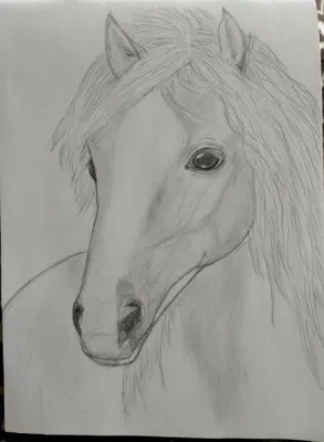 Лошадь. | Картина лошади, Лошади, Художественные зарисовки
