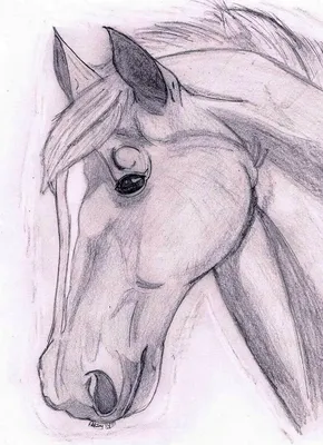 Online coloring pages Coloring Поэтапно рисуем лошадь как нарисовать  поэтапно карандашом, Download print coloring page.