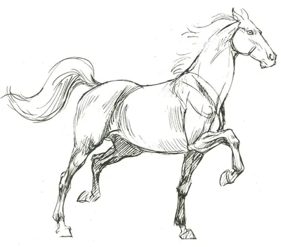 Лошадь картинки рисунки - 71 фото