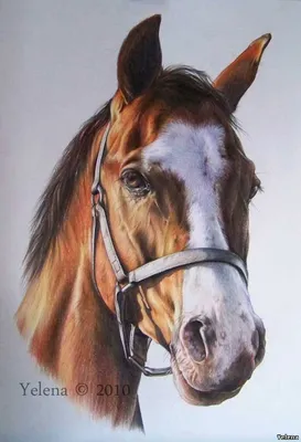 картина слендерхорса лошадь карандаш карандаш и тушь, картинки рисунков  лошадей, лошадь, Рисование фон картинки и Фото для бесплатной загрузки