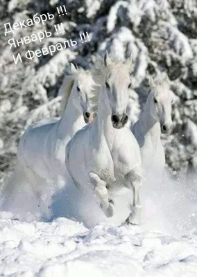 Поздравление с первым днем зимы – Открытки с первым днем зимы - Картинки  зимы красивые | Красивые лошади, Белые лошади, Животные