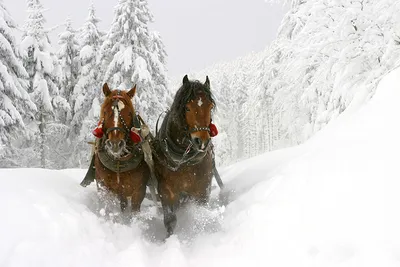 Фотография Лошади два Зима снега Животные