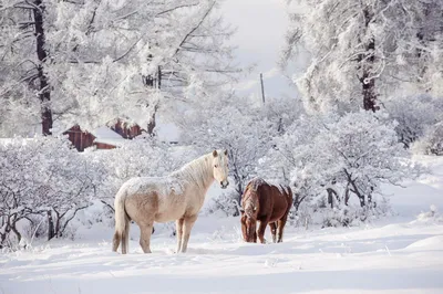 Лошади зимой красивые (32 фото) | Лошади, Лошадиные фермы, Серая лошадь