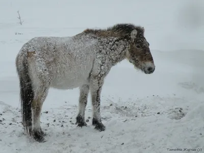 Лошади зимой красивые - красивые фото