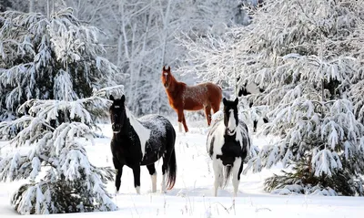 Степь. Снег. Лошади. Люди - КН