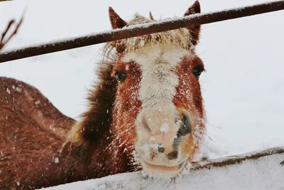 Лошади зимой - 91 фото