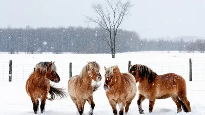 картинки : снег, зима, играть, пасти, Лошадь, Млекопитающее, Жеребец,  Грива, Выгул, лошади, Позвоночный, Кобыла, связь, Зимний, Вьючное животное,  Конь как млекопитающее, Мустанг лошадь 2409x1606 - - 1265935 - красивые  картинки - PxHere