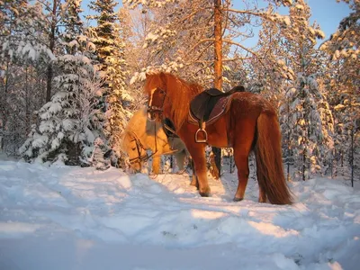 Купить картину на холсте \"Белая лошадь зимой бежит галопом\" в iArt