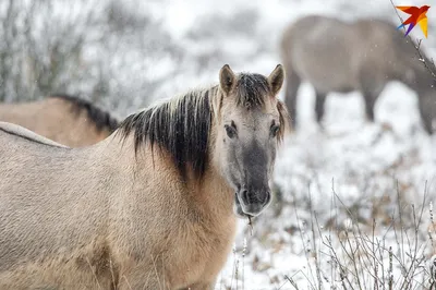 Лошадь с санями зимой - фото и картинки: 69 штук