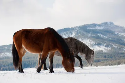 это фото лошадей идущих по снегу, зима, высокое разрешение, снег фон  картинки и Фото для бесплатной загрузки