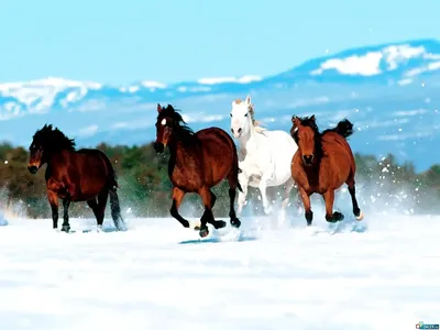Фотофакт: смотрите, как дикие лошади-тарпаны зимой гуляют по Налибокской  пуще - KP.RU