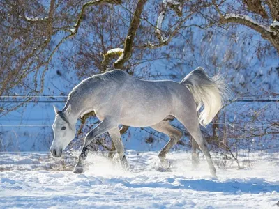 Как почистить белого коня зимой | Конный туризм