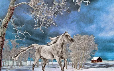 Скачущих Лошадей Зимой — стоковые фотографии и другие картинки Лошадь -  Лошадь, Животные в дикой природе, Бегать - iStock