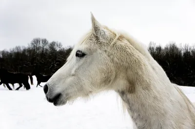 лошади зимой ферма лето животное Фото Фон И картинка для бесплатной  загрузки - Pngtree