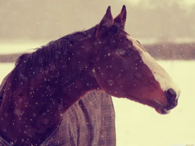 Зимний выгул лошади. | Виталий Солобай | Дзен