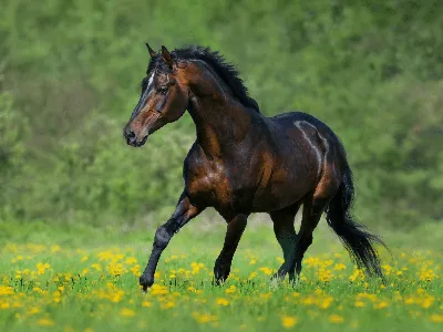 Красивые бесплатные новые фото лошадь, поле, фиолетовые лаванды высокого  качества на рабочий стол. | Лошадь обои, Обои для рабочего стола, Лошади