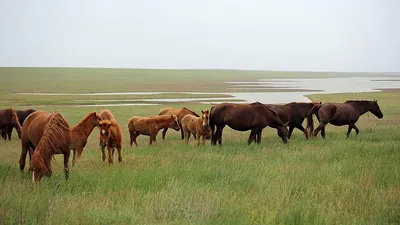 Лошади умерли от голода в Казахстане - кто виноват