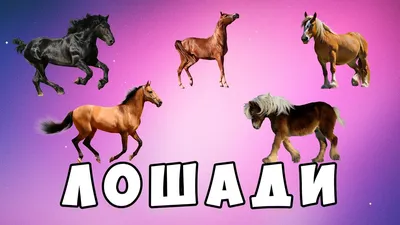 Кузоменские лошади: где на Кольском полуострове можно увидеть диких лошадей