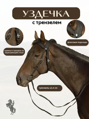 Породы лошадей для детей - развивающий мультик | Карточки Домана |  Монтессори | Комарик - YouTube