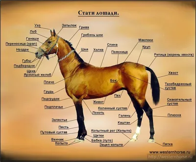 Табун освейских лошадей продали по стоимости субпродуктов, возбуждено дело  - 24.12.2023, Sputnik Беларусь