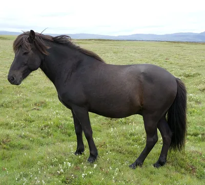 красивые черные лошади картинки лучшие из бесплатных Hd обои лошади  изображения, картинка черного жеребца фон картинки и Фото для бесплатной  загрузки