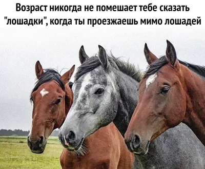 Лошадки 🐴 : r/Pikabu