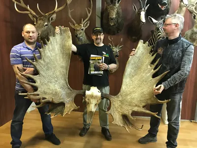 Купить голову лося с рогами в мастерской Трофеи России