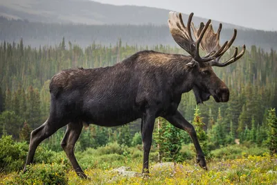 Лось европейский (Alces alces) — Ecocosm