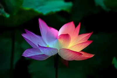 Цветок Лотоса Лотос Радуга - Бесплатное изображение на Pixabay - Pixabay