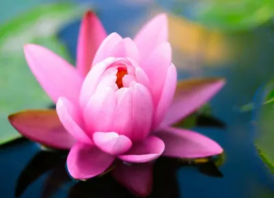 Nelumbo nucifera, Лотос Орехоносный - купить семена на Tropics Seeds.