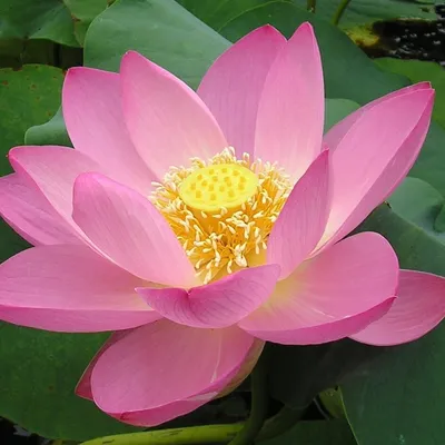 розовый цветок лотоса на дне пруда, высокое разрешение, цветок, розовый  цветок фон картинки и Фото для бесплатной загрузки