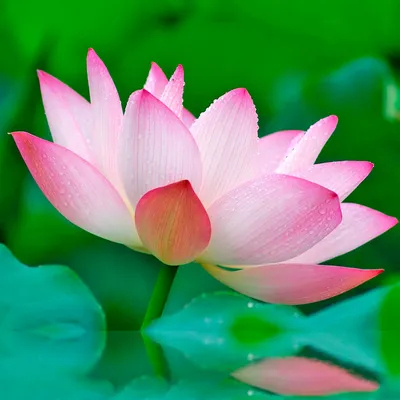 Розовый цветок лотоса на плавающих листьях Фон Обои Изображение для  бесплатной загрузки - Pngtree