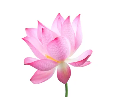Цветок декоративный Лотос d18 см микс купить недорого в интернет-магазине  товаров для сада Бауцентр