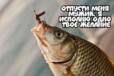 Ловись, рыбка, большая и маленькая… | ДОСААФ России Еврейской АО |  Официальный сайт