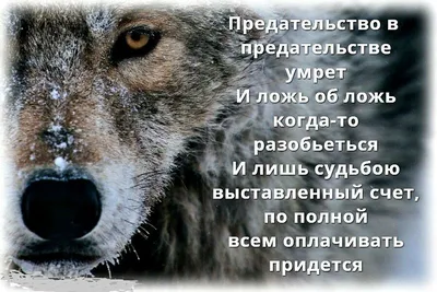 СУЩЕСТВУЮТ ЛИ ТАКИЕ СИТУАЦИИ, В КОТОРЫХ ЛОЖЬ СТАНОВИТСЯ РАЗРЕШЁННОЙ ?... |  Интересный контент в группе СЕМЬЯ В ИСЛАМЕ