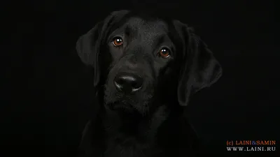 Обои собаки 1366х768 для рабочего стола | Dog wallpaper, Black labrador  retriever, Black dog