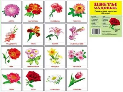 Плакат 'Полевые цветы' — купить книги на русском языке в Польше на  Booksrus.pl