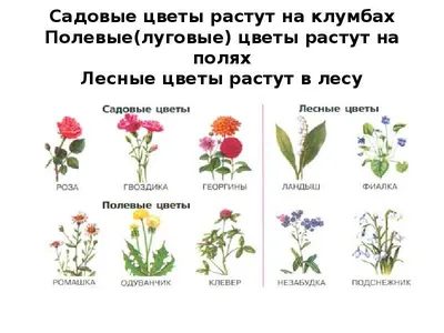 Рисунок цветы для детей - 76 фото