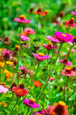 Луговые цветы на поляне прорисованные…» — создано в Шедевруме