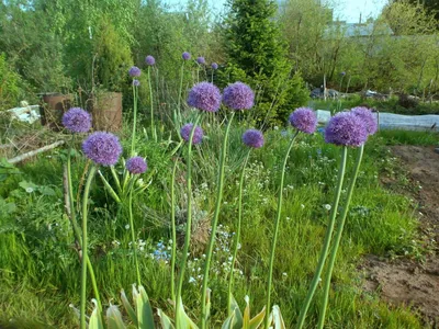 MW0815072, Allium suworowii (Лук Суворова), specimen