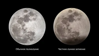 Жители Новосибирска 29 октября увидят лунное затмение - SibMedia.ru
