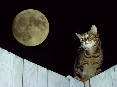 Лунный кот (ч.1) | Йошкин Дом | Дзен