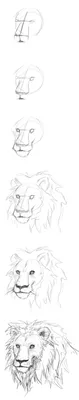 рисунок лев вектор PNG , рисунок льва, лев, Лев PNG картинки и пнг PSD  рисунок для бесплатной загрузки