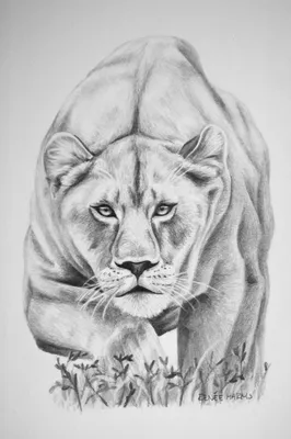 Иллюстрации Нарисованные Вручную Льва — стоковая векторная графика и другие  изображения на тему Карандаш - Карандаш, Лев, Африка - iStock
