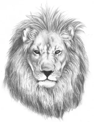 Рисунок льва с гривой, стоящего на белом фоне генеративный ии | Премиум Фото