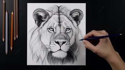 How to Draw a Lion step by step | Drawing animals | Step-by-Step Drawing -  YouTube