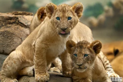 В немецком зоопарке показали редких белых львят: милые фото - Новости мира  - 24 Канал