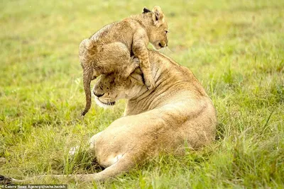 Скачать обои львы, мама, малыши, львята, львица разрешение 1600x1200 #119420
